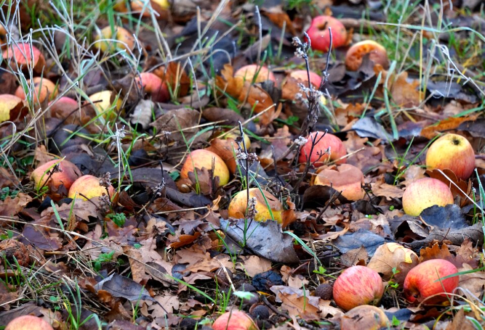 Windfall winter apple