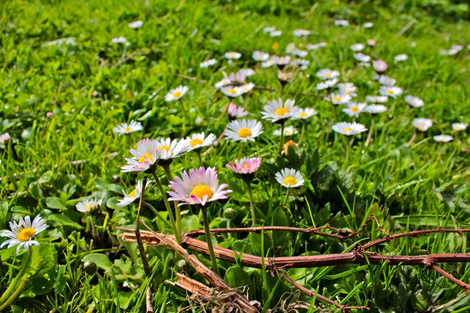 Landscape scene nature