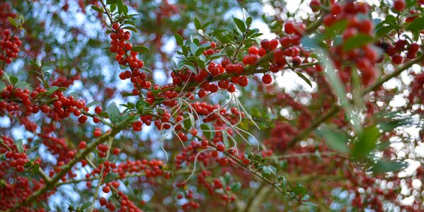 Bush berry photo