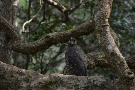 Nature bird