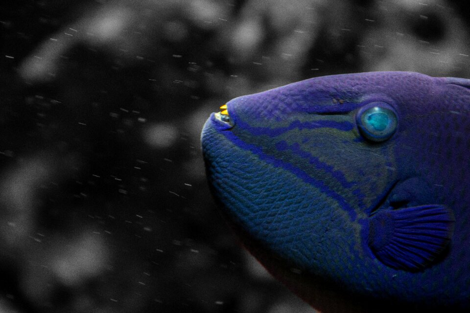 Aquarium sea ocean