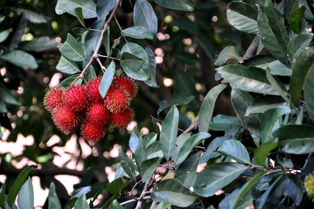 Asian ripe