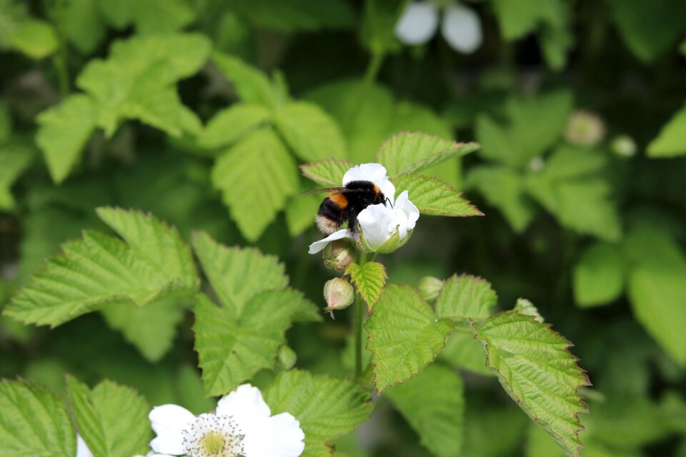 Bumble bee sting