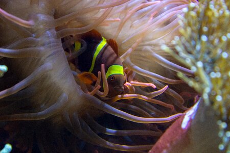 Sea aquarium anemone fish