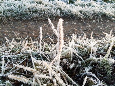 Frost crystals ice