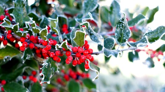 Christmas evergreen advent