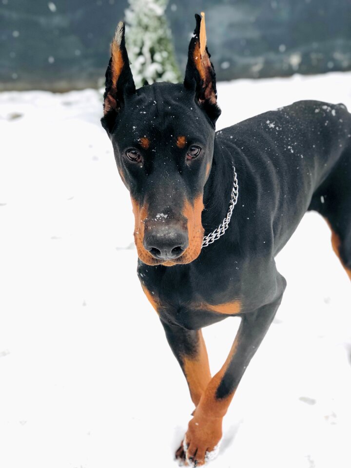 Doberman hicarus hic of ashanti