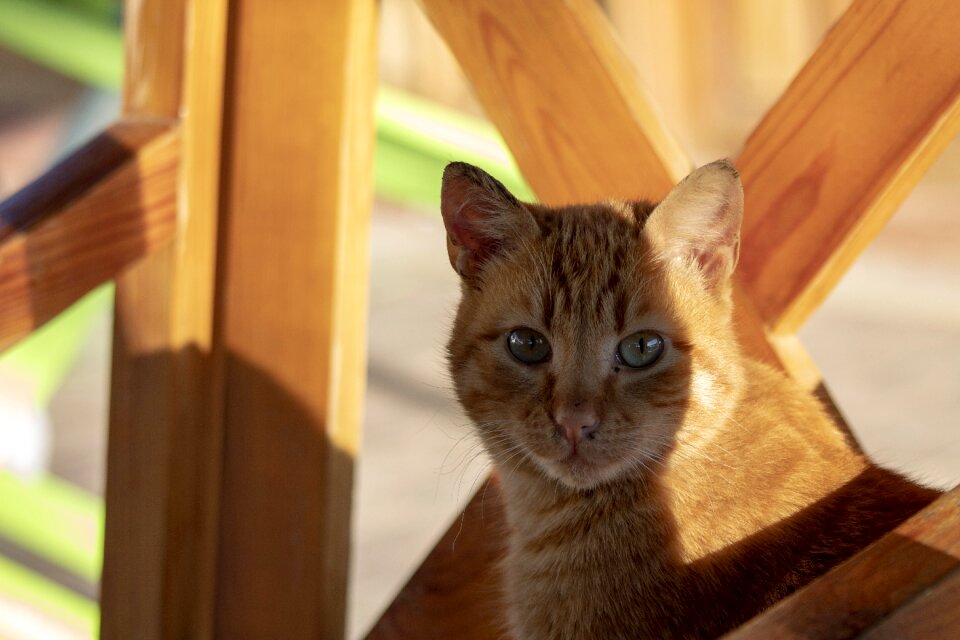 Wood friend animal