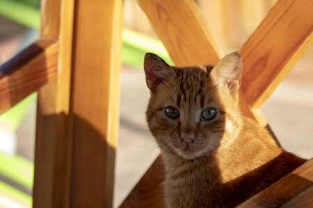 Wood friend animal