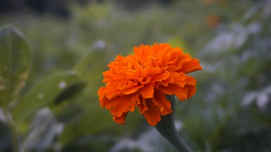 Marigold flower nature summer photo