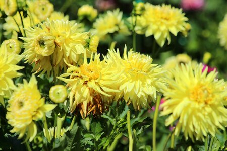 Bloom garden green