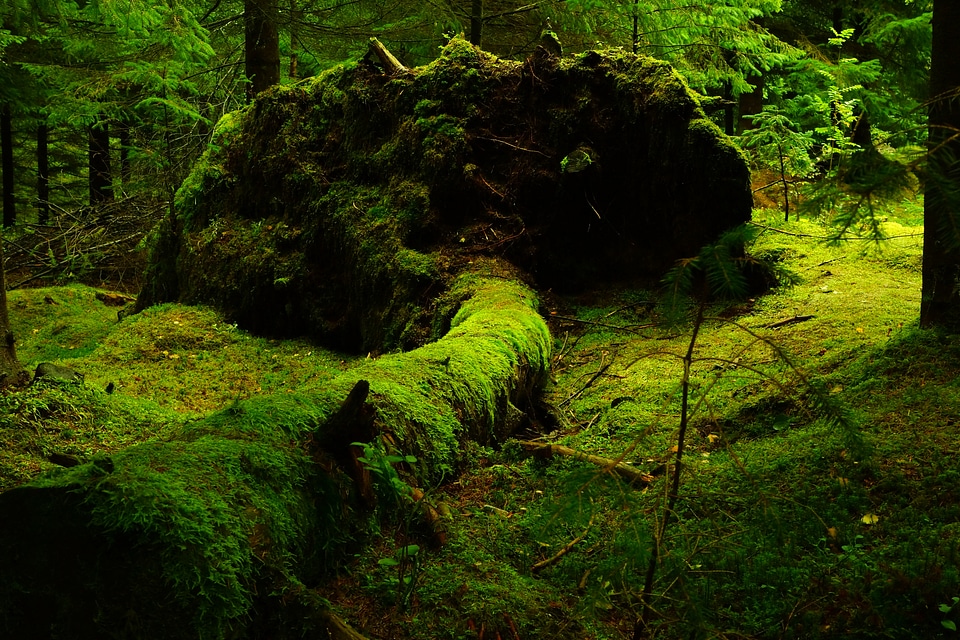 Lush green vegetation