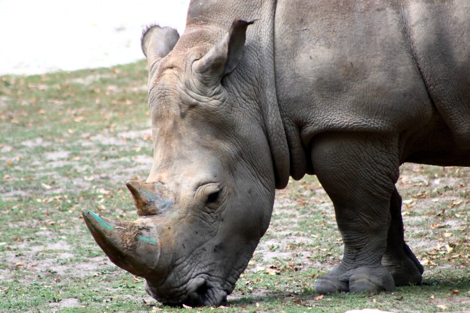 Animal wild nature