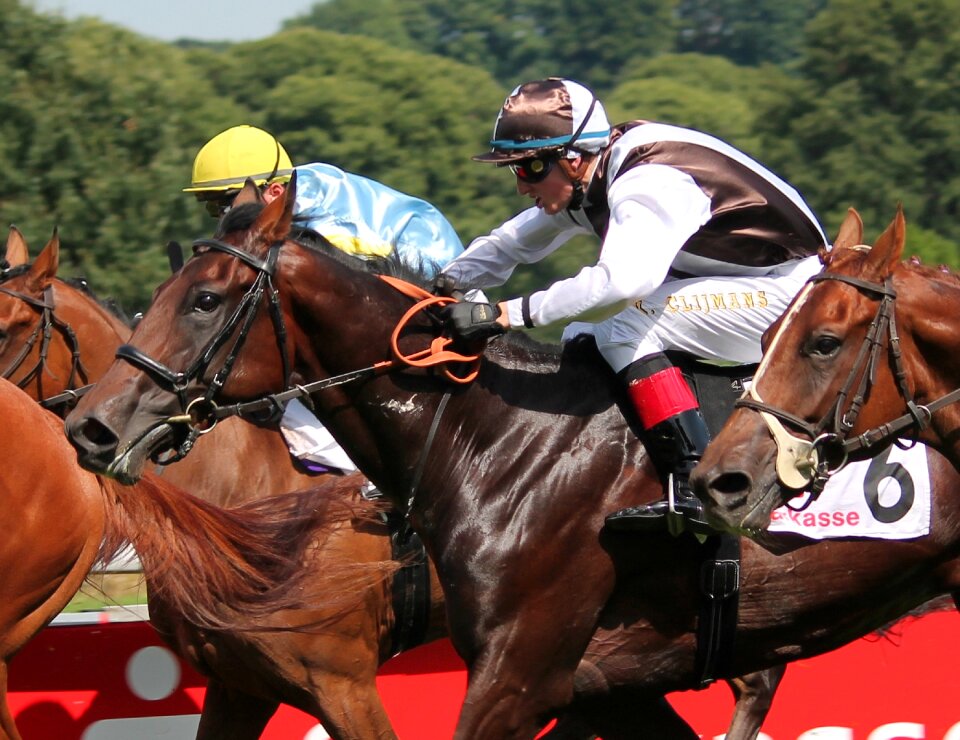 Sport equestrian competition photo