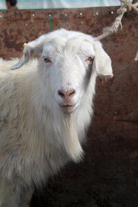 Animal domestic goat agriculture photo