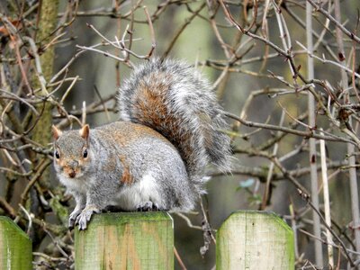 Grey wildlife
