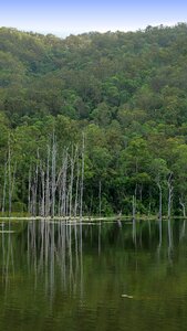 Dead trees lake landscape photo