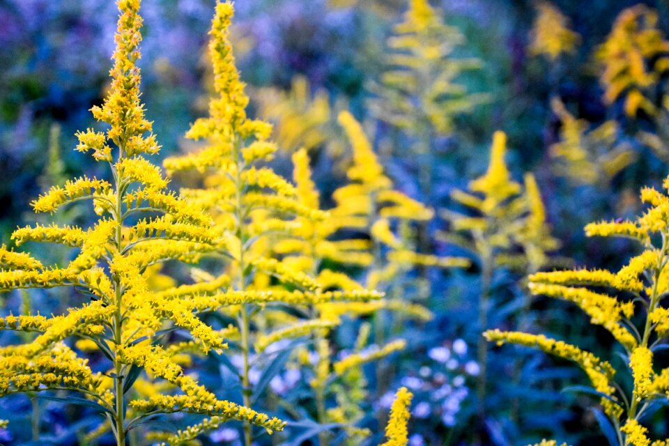 Yellow field plant