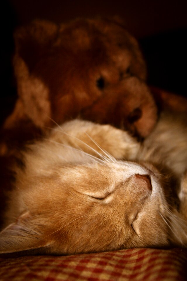Animal sleeping cute