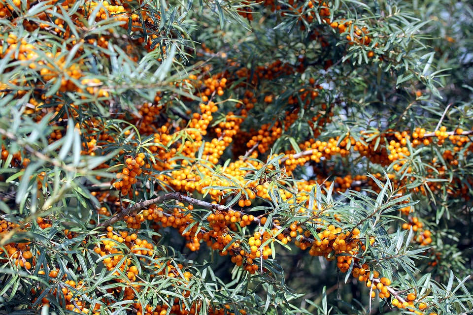Willow arbor dune dorn audorn