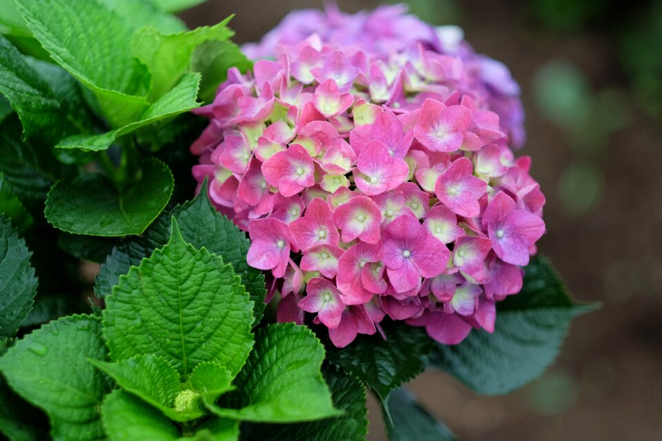 Plant bloom blossom