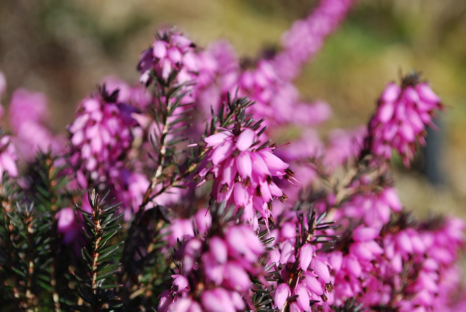 Plants natural blossom