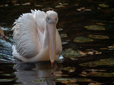 Bird water water bird photo