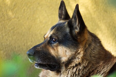 Dog animals sheep-dog photo