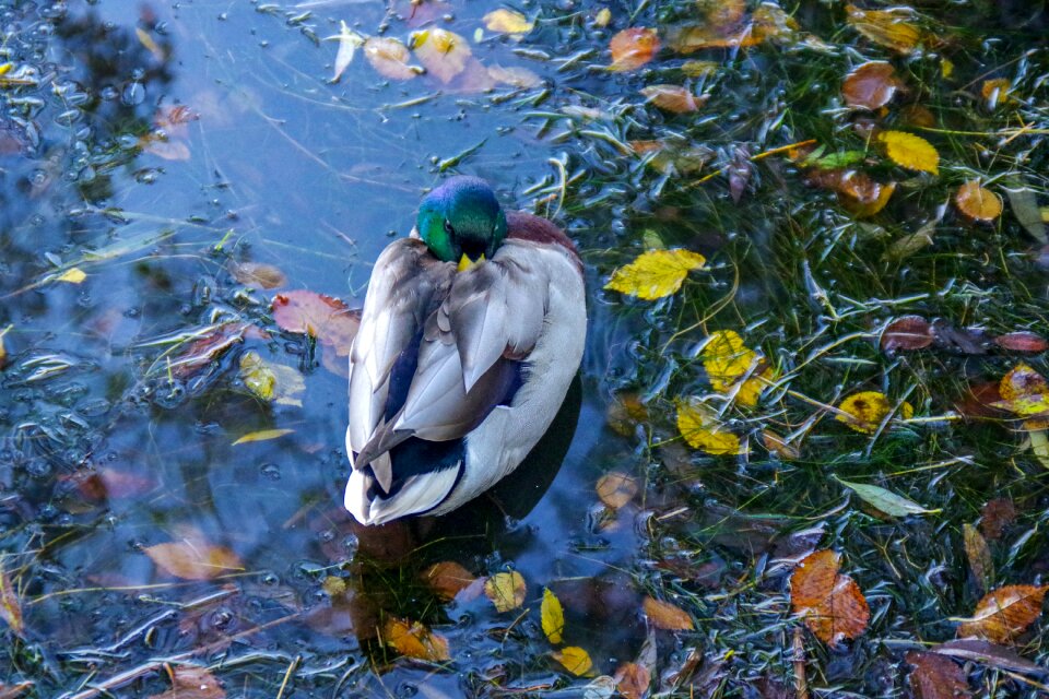 Autumn foliage water birds