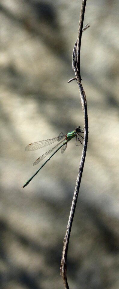 Iridescent lestes viridis branch photo