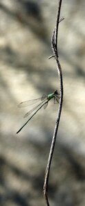 Iridescent lestes viridis branch photo