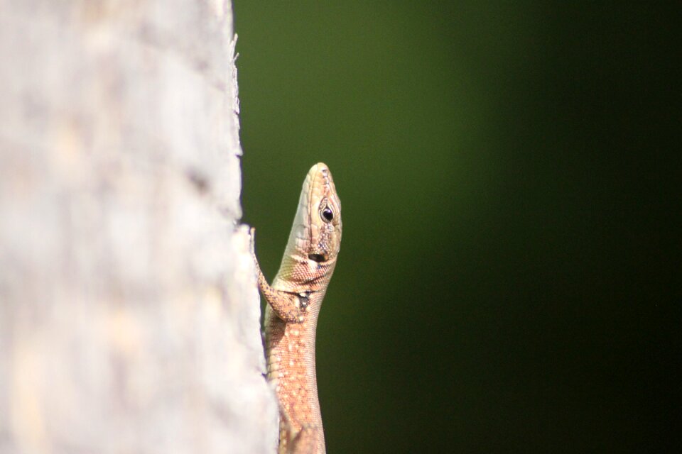Close up head creature