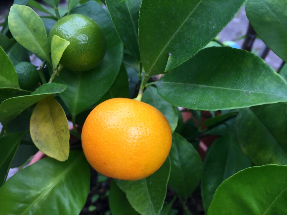 Vitamins sour yellow