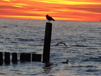 Sunset abendstimmung gull photo