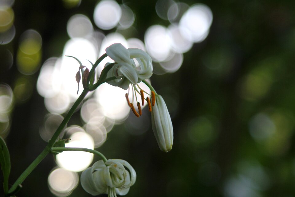 Lily flowers plant