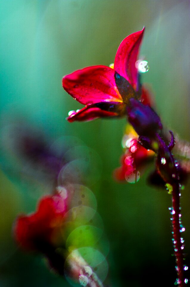 Red drip dew