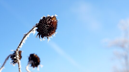 Hell over bird seed photo