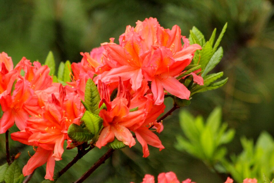 Flowers shrub nature
