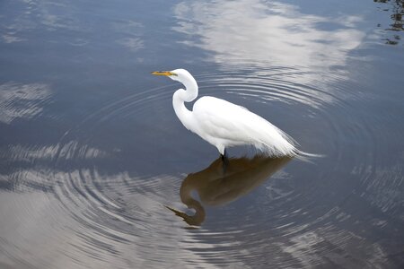 Wading bird lake photo