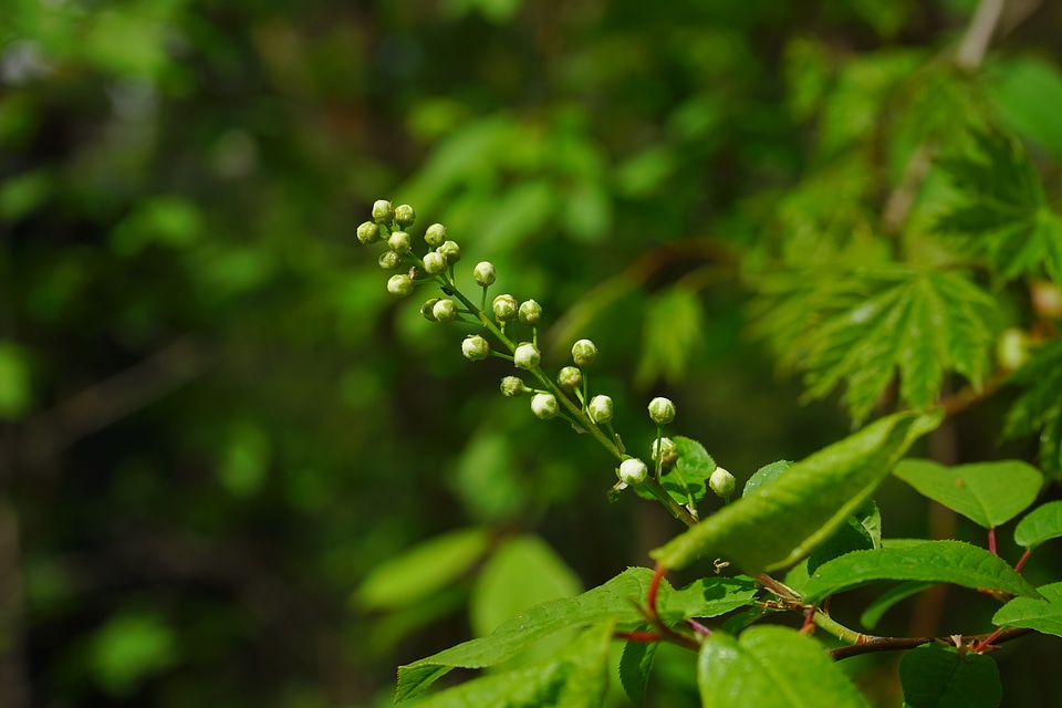 Common bird cherry flowers prunus padus