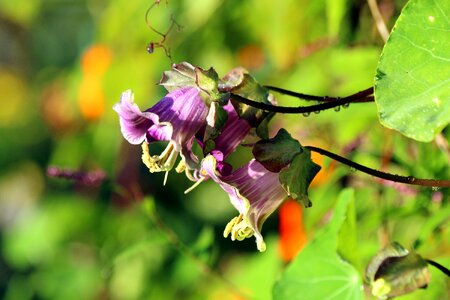 Green purple plant