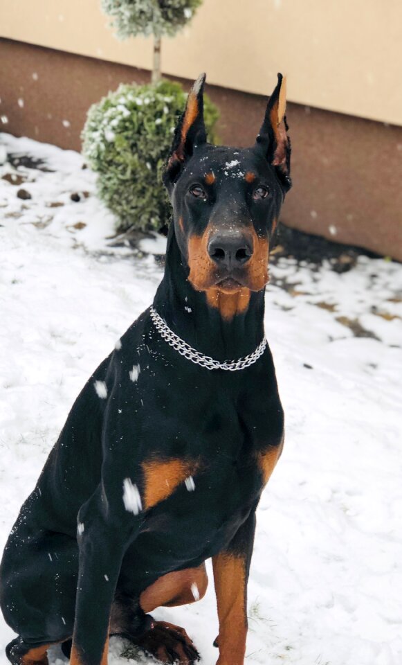 Doberman hicarus hic of ashanti