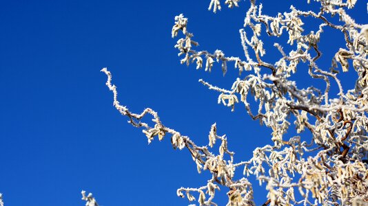 Frost hazel hoarfrost photo