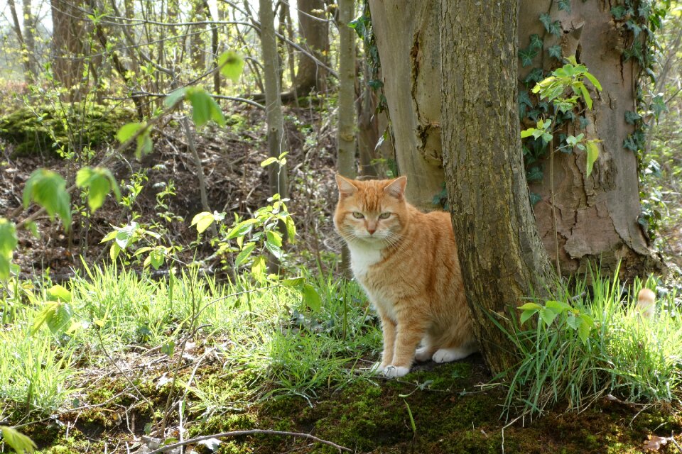 Garden pet nature