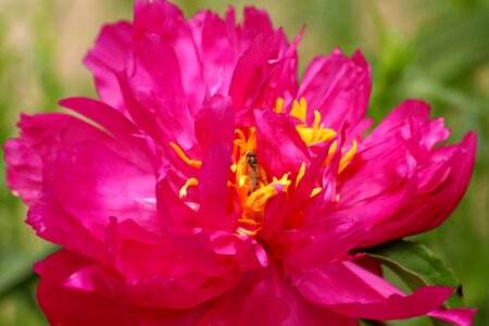 Beautiful flower bloom