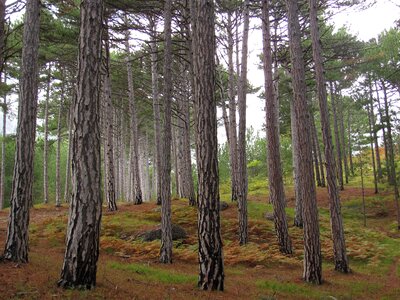 Forest landscape trees photo