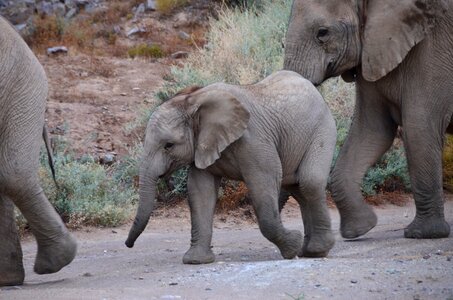 South africa gray elephant