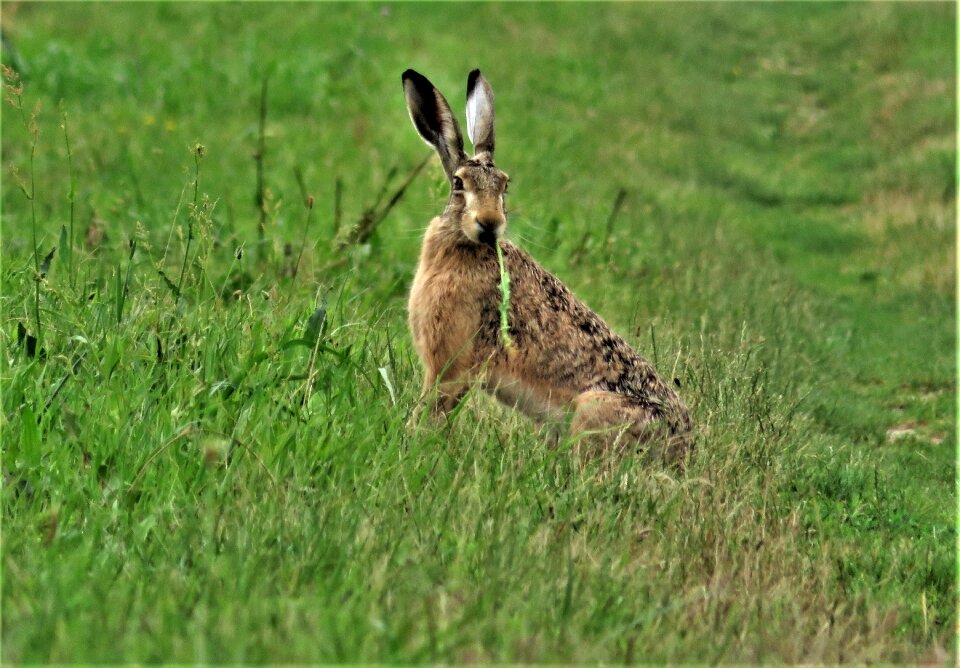 Green green rabbit