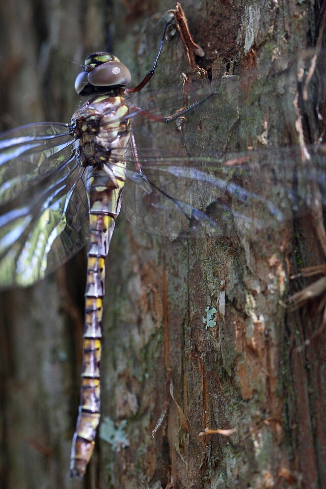 Wing wildlife transparent