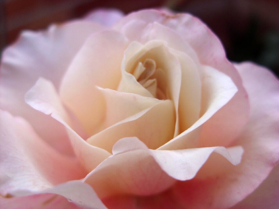 Rosa flower nature